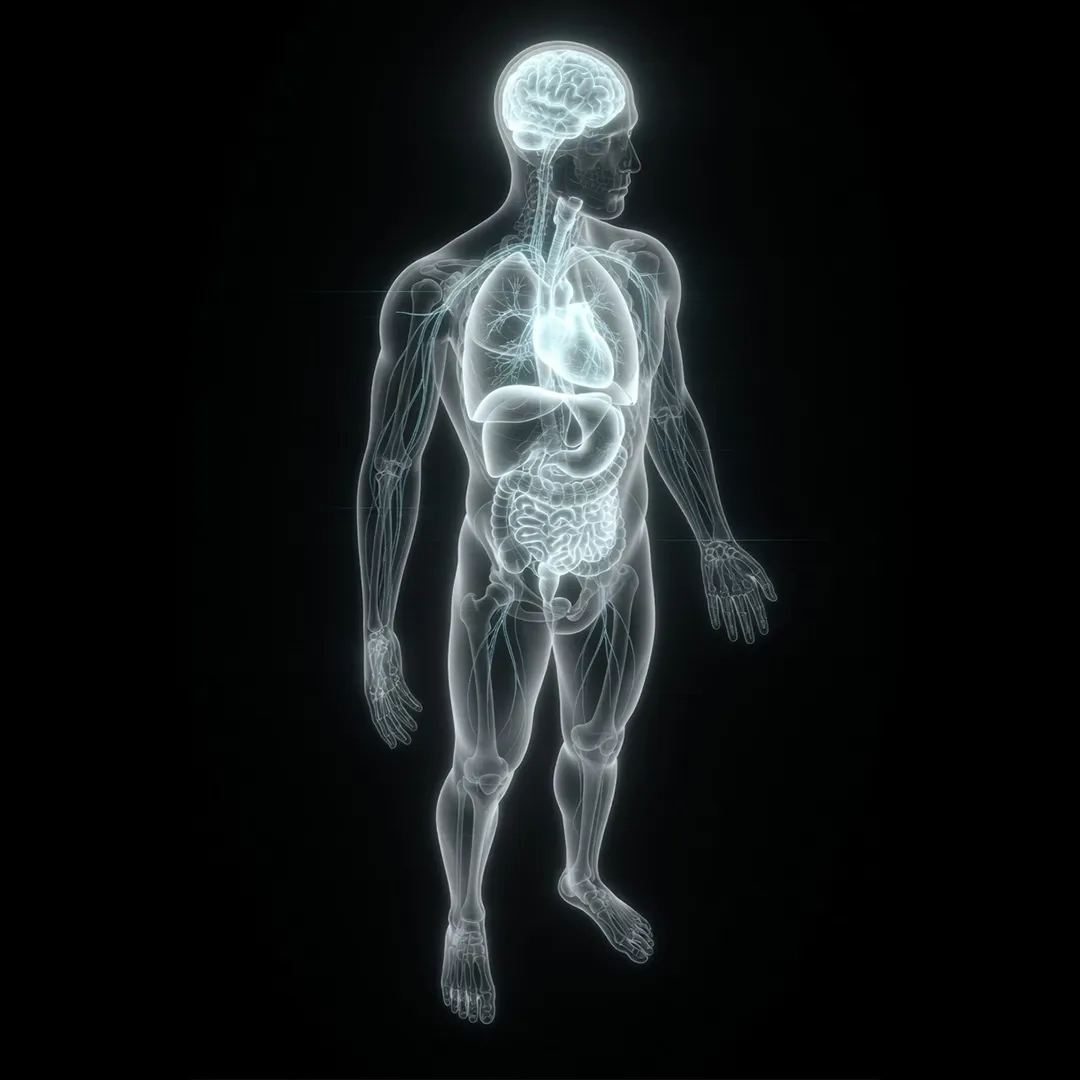 An illustration of the human nervous and circulatory systems